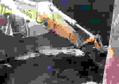 Сухой Лог - фото1. Уборка нефтешлама